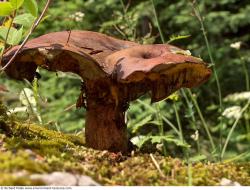 Photo Textures of Mushrooms