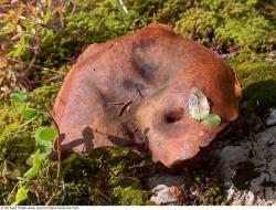 Photo Textures of Mushrooms