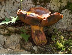 Photo Textures of Mushrooms