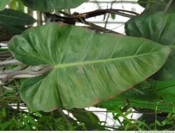 Photo Texture of Leaves