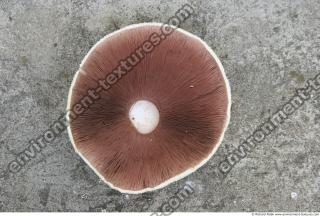 mushroom