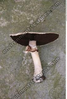 mushroom