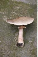 mushroom