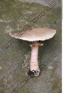 mushroom