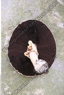 mushroom