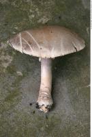 mushroom