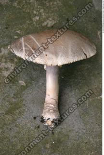 mushroom