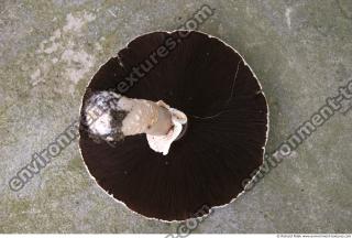 mushroom