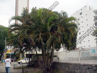 palm tree