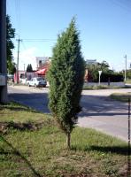 conifer tree