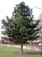 conifer tree