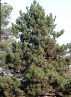 conifer tree