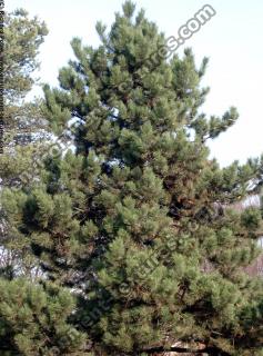 conifer tree