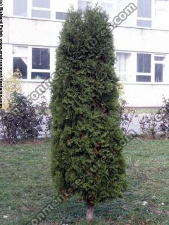 conifer tree