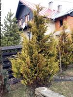 conifer tree