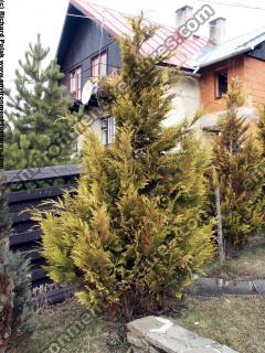 conifer tree