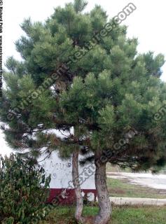 conifer tree