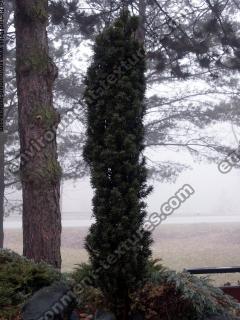 conifer tree