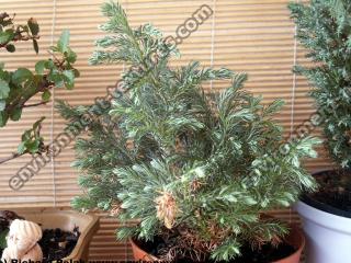 conifer tree