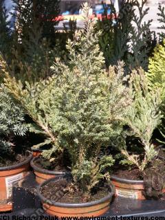 conifer tree