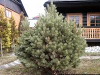 conifer tree