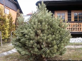 conifer tree