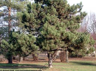 conifer tree