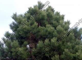 conifer tree