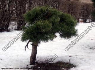 conifer tree