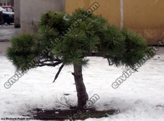 conifer tree