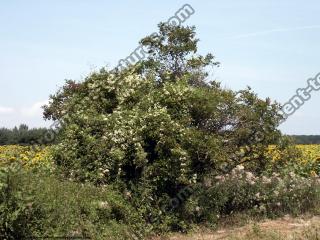 leaves tree