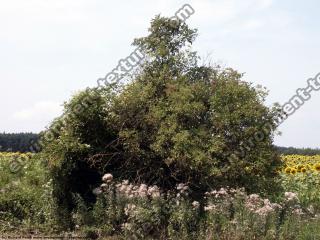 leaves tree