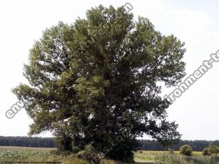 leaves tree