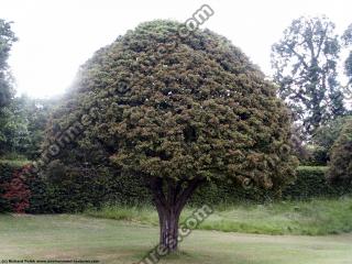 conifer tree