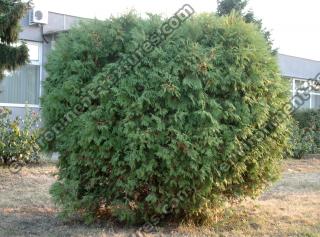 conifer tree