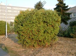 conifer tree