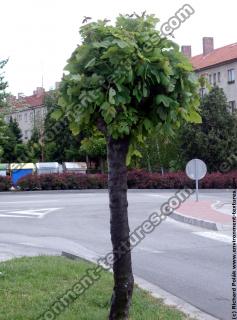 Photo Textures of Trees