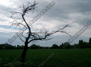 tree without leaves