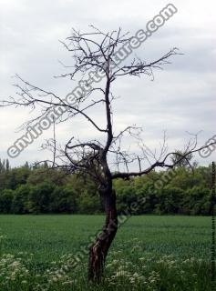 tree without leaves