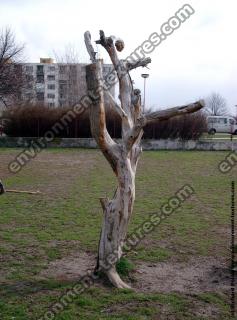 tree without leaves