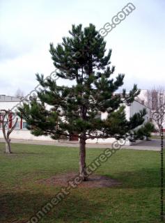 conifer tree