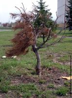 conifer tree