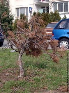 conifer tree