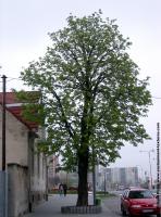 leaves tree