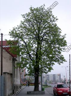 leaves tree