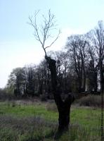 tree without leaves