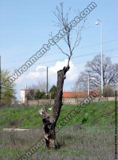 tree without leaves