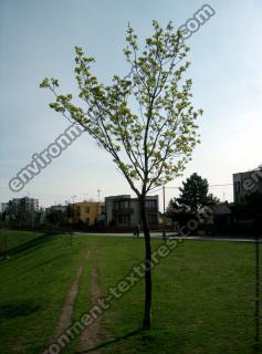 leaves tree