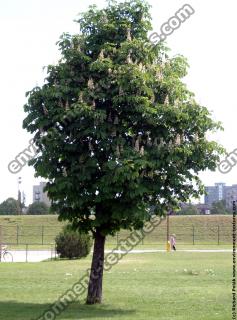 leaves tree