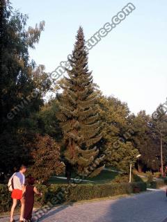 conifer tree